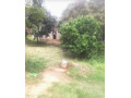 177x70m-land-for-sale-in-foxdale-with-two-properties-small-6