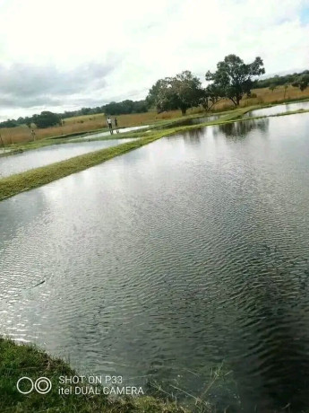 vast-commercial-land-in-mkushi-90-hectares-big-6