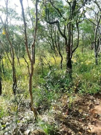 vast-commercial-land-in-mkushi-90-hectares-big-2