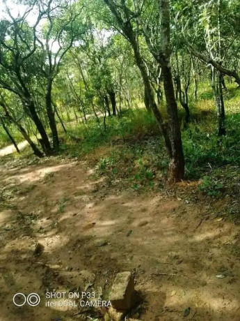 vast-commercial-land-in-mkushi-90-hectares-big-7