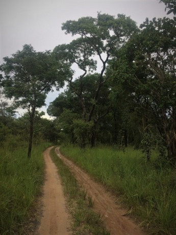 230-hectares-of-virgin-land-in-kapiri-mposhi-big-3