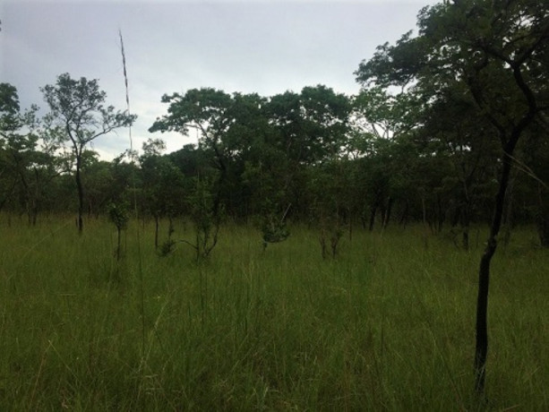 230-hectares-of-virgin-land-in-kapiri-mposhi-big-6