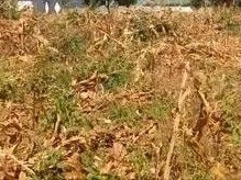 quick-sale-ibex-plot