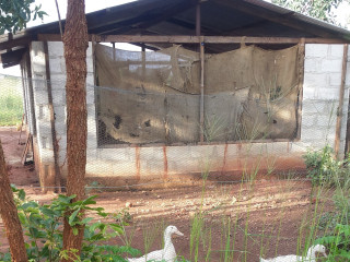 landplots-for-sale-in-kamaila-area