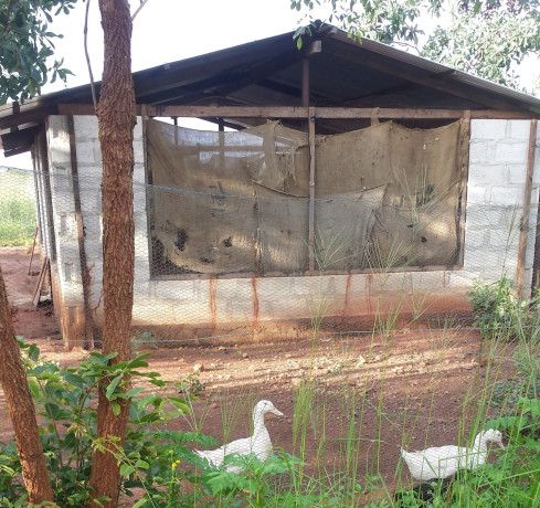 landplots-for-sale-in-kamaila-area-big-0