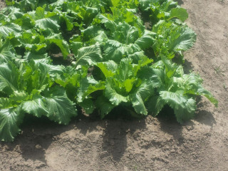 beautiful-prime-plot-for-sale-in-15-miles-area-lusaka