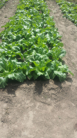 beautiful-prime-plot-for-sale-in-15-miles-area-lusaka-big-0