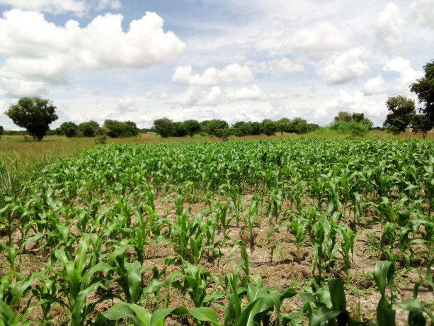 commercial-plot-for-sale-in-kazungula-big-0