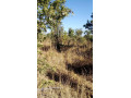 prime-land-for-sale-near-katende-turn-off-chongwe-small-1