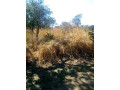 chisamba-land-urgent-sale-small-0