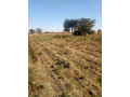 chisamba-land-urgent-sale-small-1