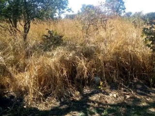 chisamba-land-urgent-sale