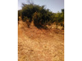 prime-land-for-sale-next-to-mazokas-farm-small-2