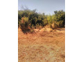 prime-land-for-sale-next-to-mazokas-farm-small-1