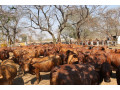 large-cattle-ranch-in-mazabuka-farming-area-small-8