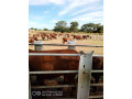 large-cattle-ranch-in-mazabuka-farming-area-small-9