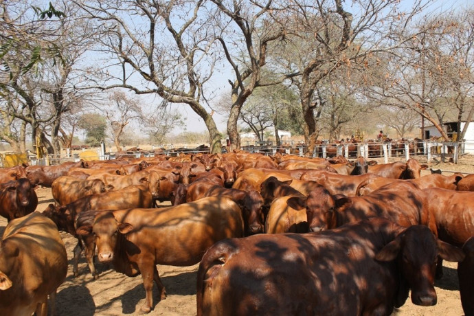 large-cattle-ranch-in-mazabuka-farming-area-big-8