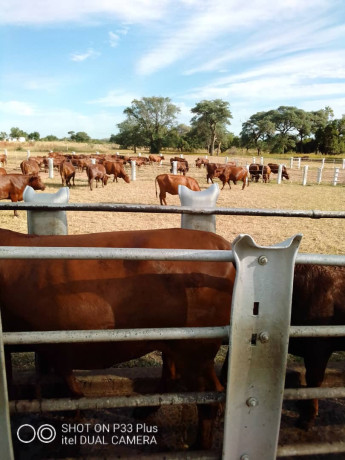 large-cattle-ranch-in-mazabuka-farming-area-big-9