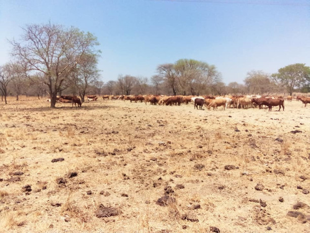 commercial-farm-for-sale-big-4