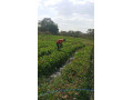 farm-for-sale-in-kitwe-small-2