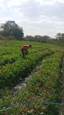 farm-for-sale-in-kitwe-big-2