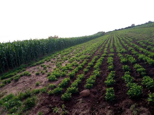 traditional-land-for-sale-big-1