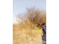 traditional-farm-land-for-sale-in-kasisi-chongwe-small-0