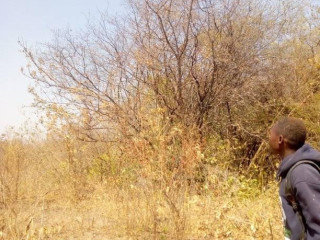 traditional-farm-land-for-sale-in-kasisi-chongwe