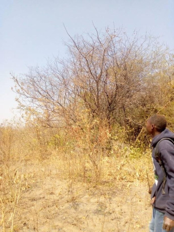 traditional-farm-land-for-sale-in-kasisi-chongwe-big-0