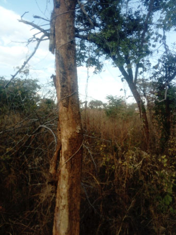 beautiful-plot-for-sale-in-prime-area-big-1