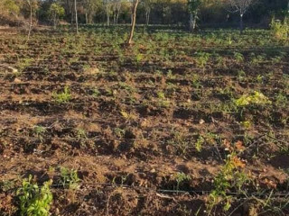 silverest-plot-with-great-east-road-access