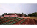 5-acres-farm-for-sale-in-lilayi-small-4