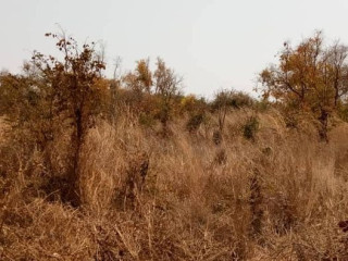 2-acres-of-land-for-sale-in-new-kasama