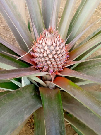 property-for-sale-in-solwezi-big-7