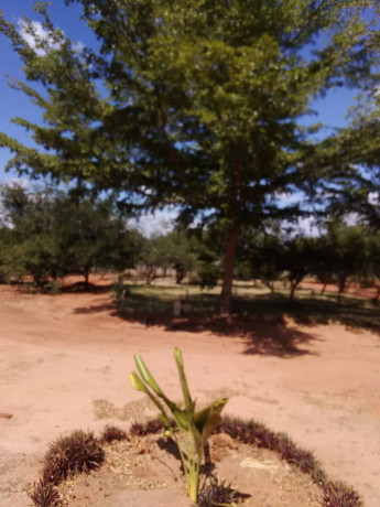 4-bedroom-standalone-house-for-sale-in-livingstone-big-1