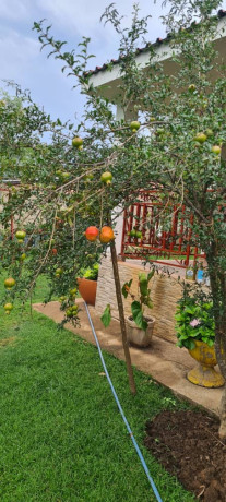 luxurious-4-bedroom-house-in-livingstone-big-3