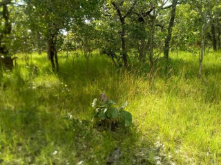 200-hectares-farm-land-for-sale-in-ndola