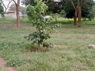 plot-for-sale-in-state-lodge