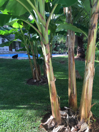 4-bedroom-stand-alone-for-sale-in-kabulonga-big-3