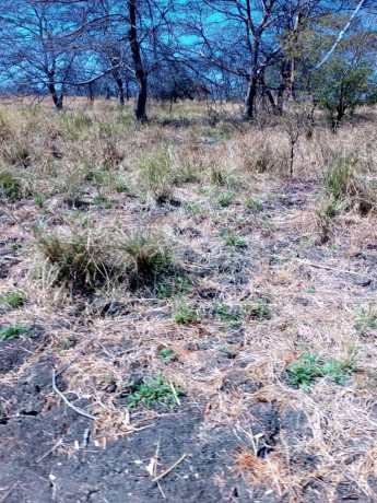 20000-hectares-of-kafue-riverfront-for-sale-big-2