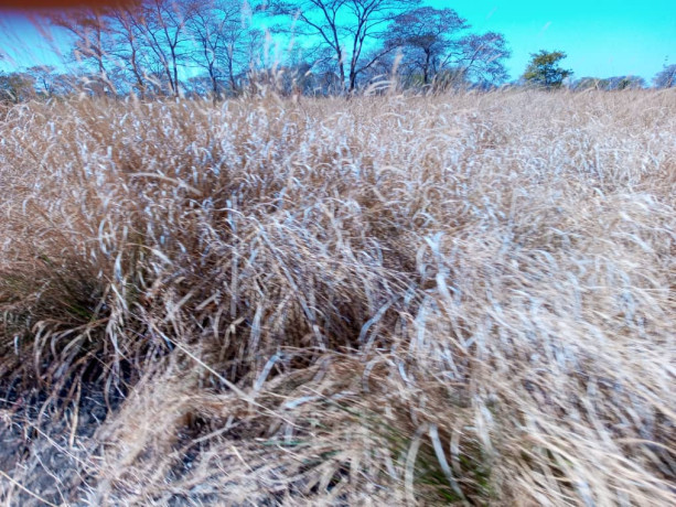 20000-hectares-of-kafue-riverfront-for-sale-big-4