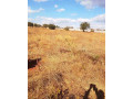 50m-by-100m-plot-for-sale-in-ibex-main-small-1