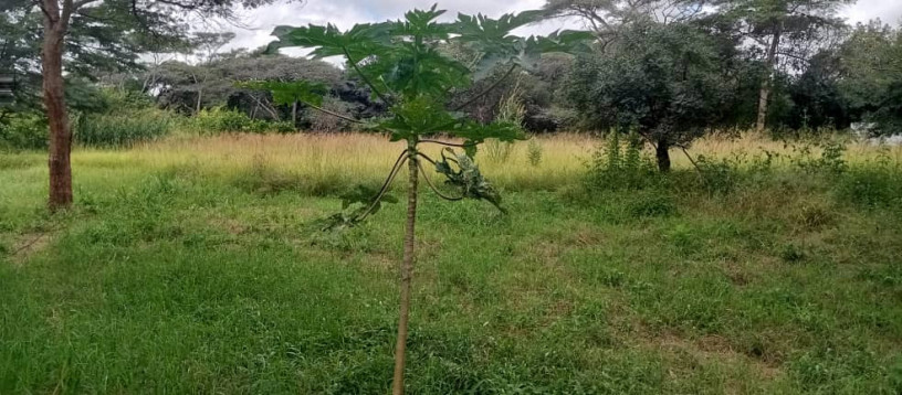 land-for-sale-in-state-lodge-big-0