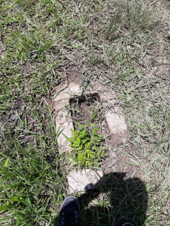 25-hectares-farm-for-sale-in-mikango-barracks-big-4