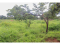 60-x-30-plot-for-sale-in-chelstone-small-2