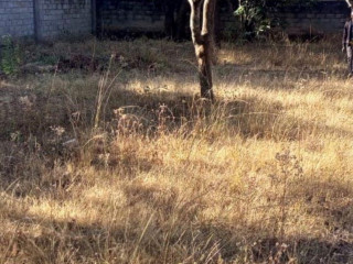 plot-for-sale-in-chudleigh