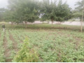 40m-by-37m-plot-for-sale-in-chilanga-small-0