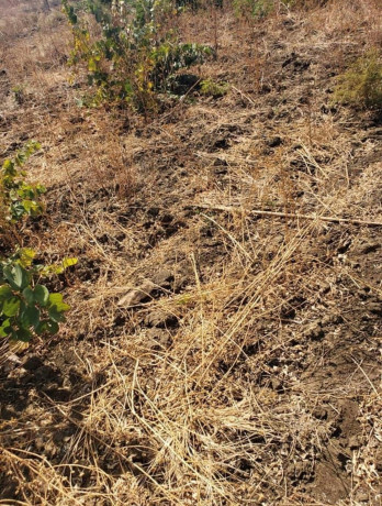 500-hectare-land-for-sale-in-mumbwa-big-4