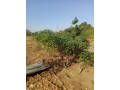land-for-sale-in-stumbeko-area-small-0