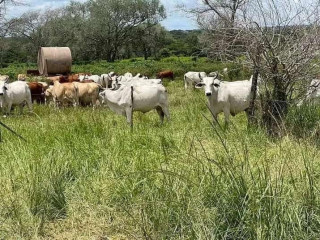 farm-for-sale-in-mazabuka